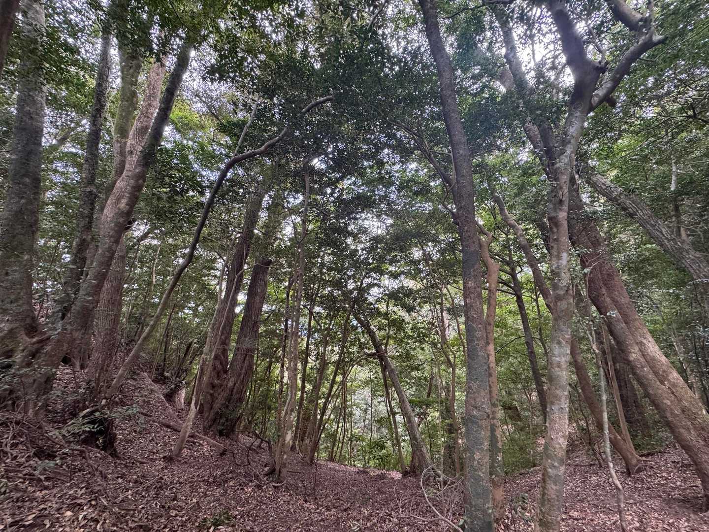 この辺りの温暖な森は国の天然記念物✨