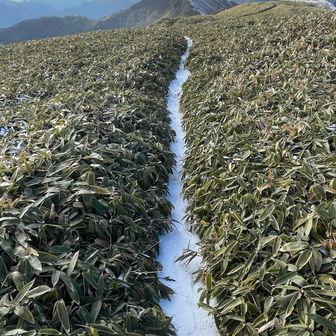 笹に囲まれた道の雪❄️はふかふか