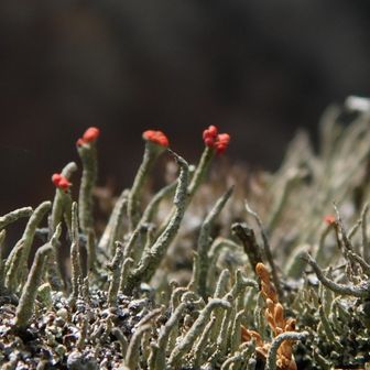 絶壁のモンローリップ❤️