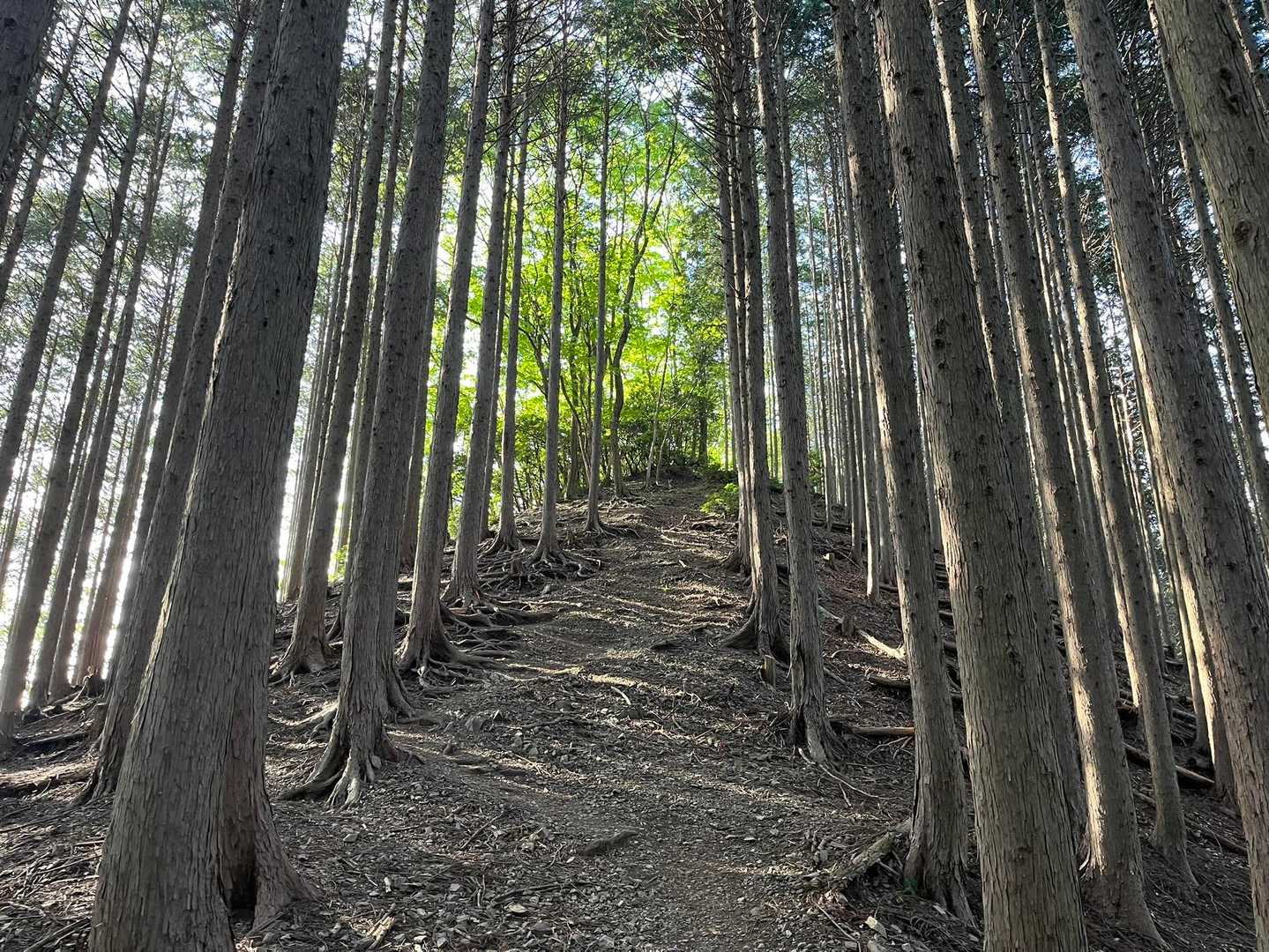 白谷沢登山口-棒ノ嶺(棒ノ折山)-黒山-逆川ノ丸-岩茸石山 縦走コースの写真
