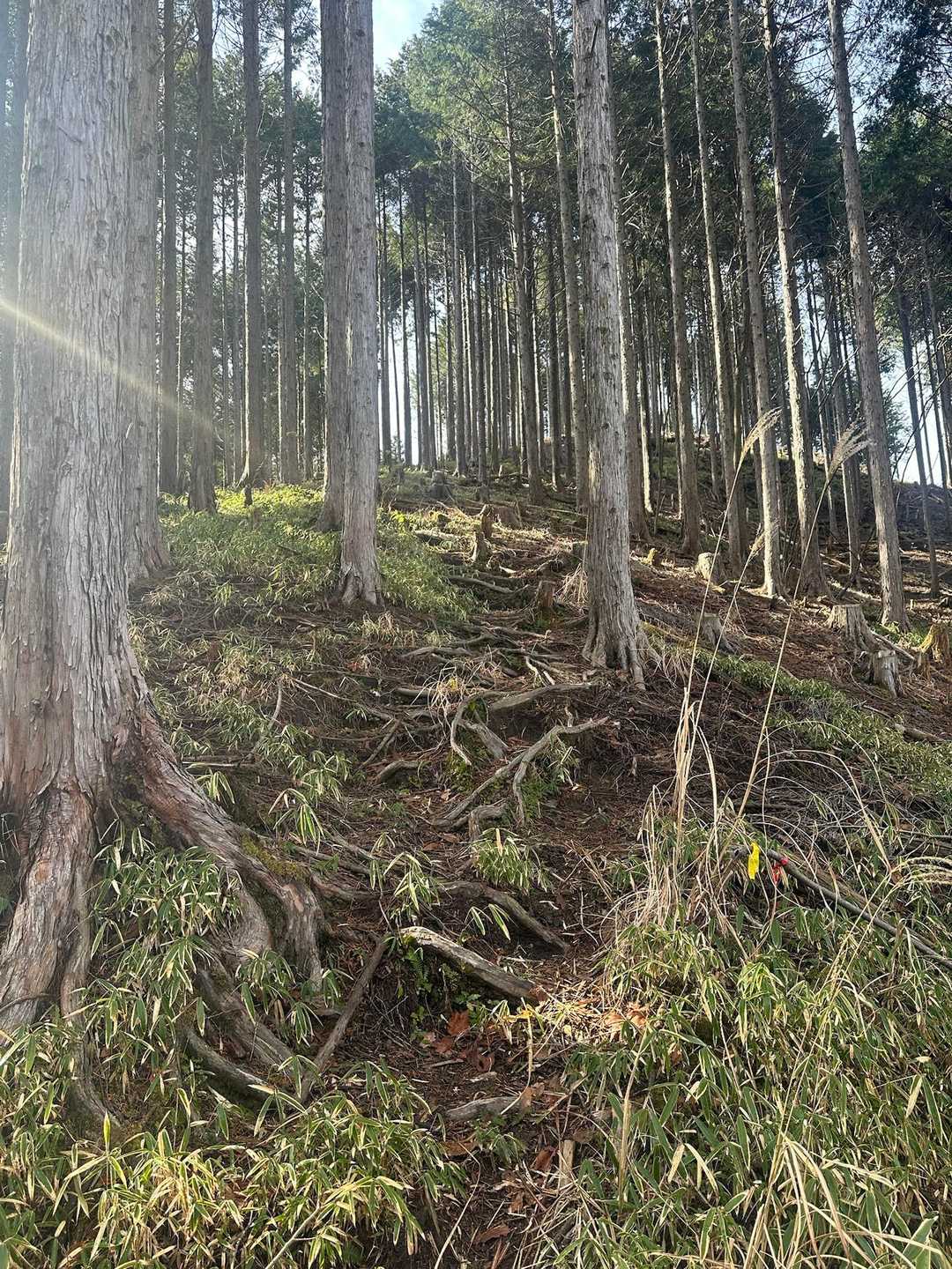 駒ヶ原登山口-鷹ノ巣山 往復コースの写真
