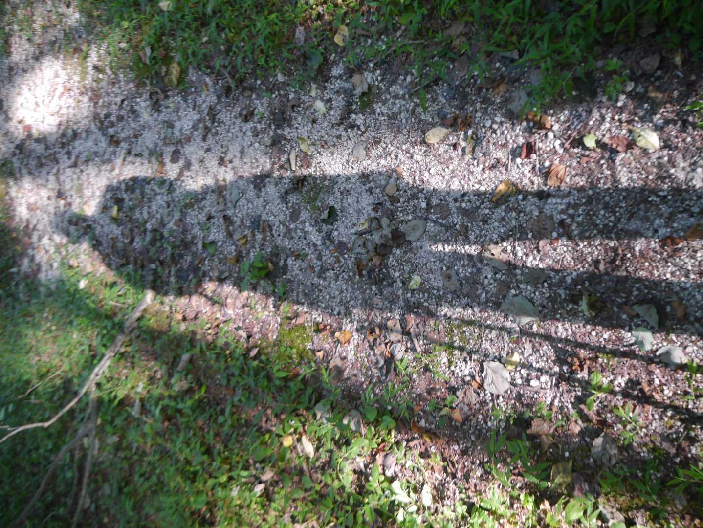 屏風山 周回コースの写真