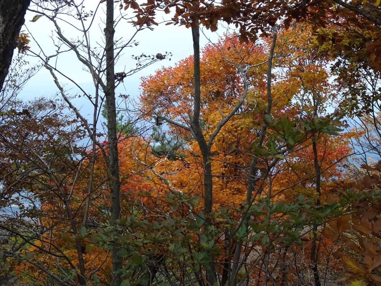 紅葉🍁