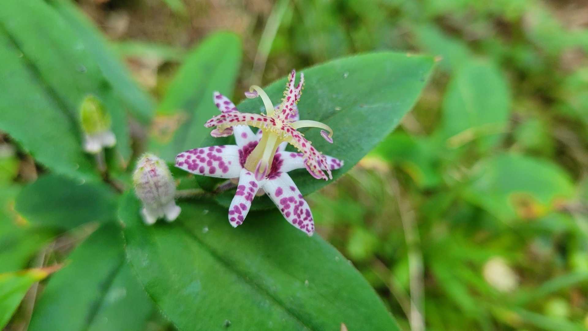 わぉ❤
ヤマジノホトトギス🌸