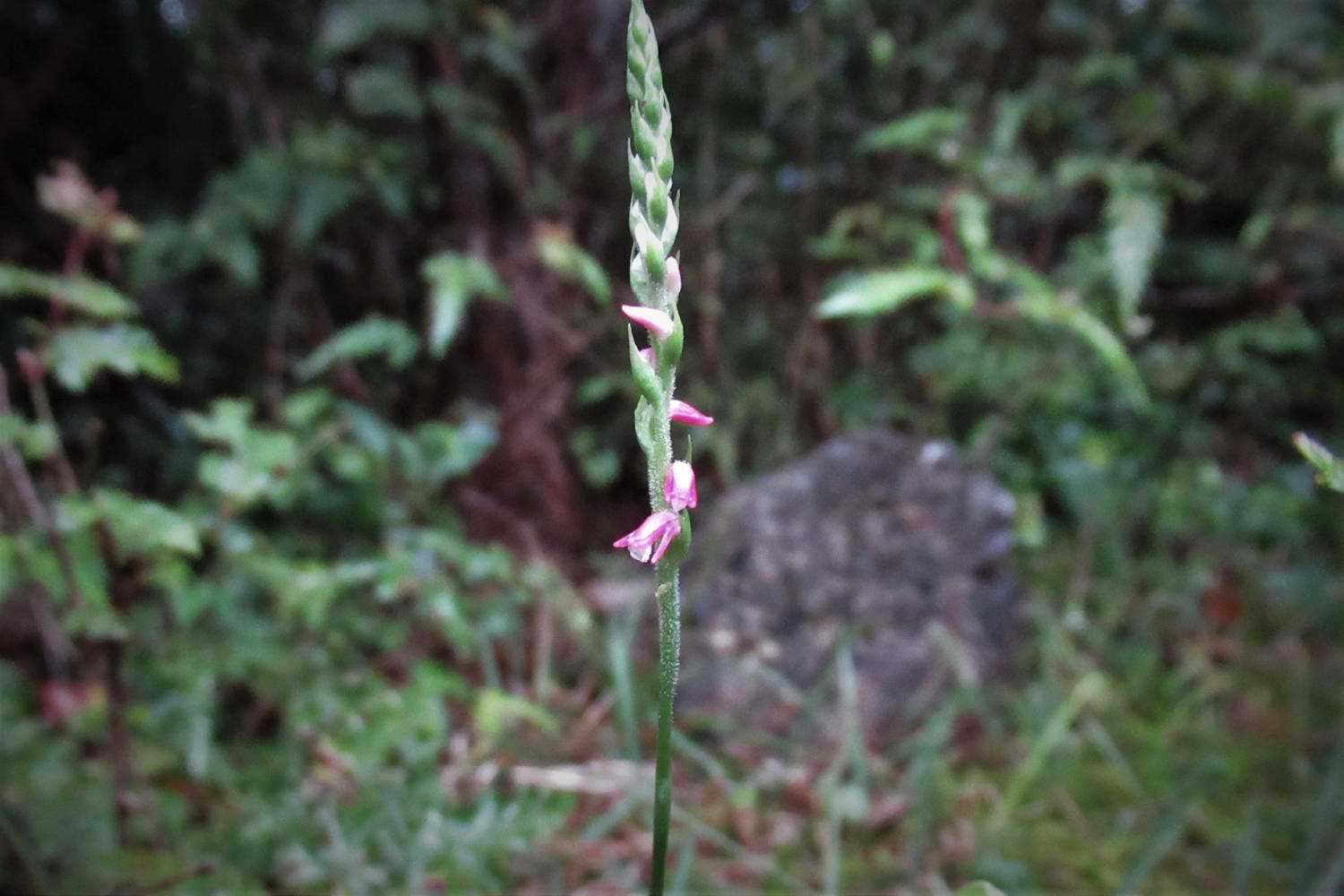 おや？この時期にネジバナ（捩花）？