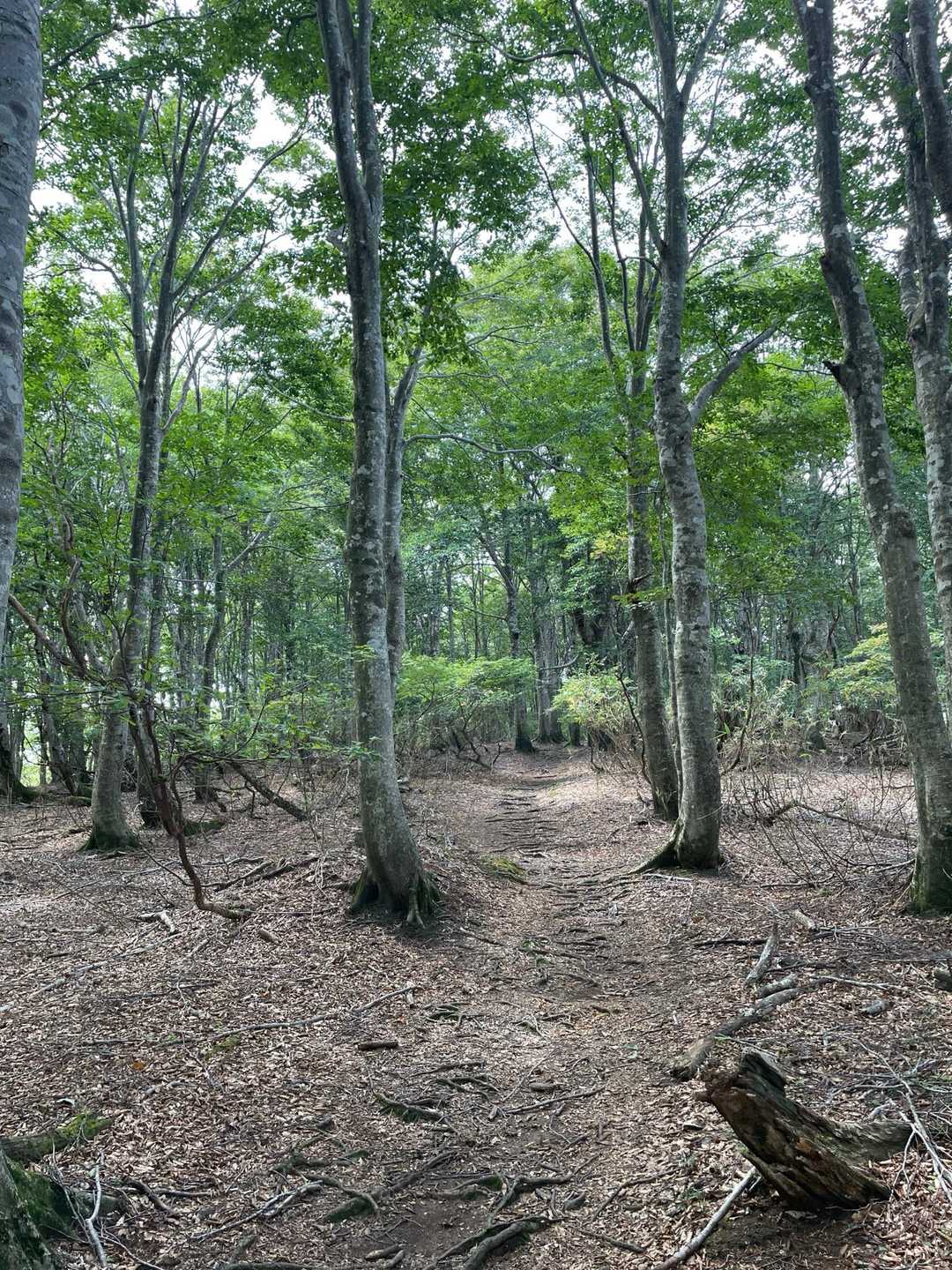 圧巻のブナ林