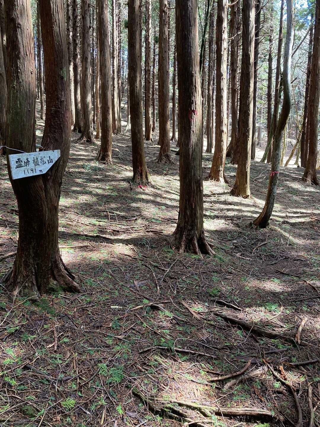 だいぶん歩きやすくなりました😄