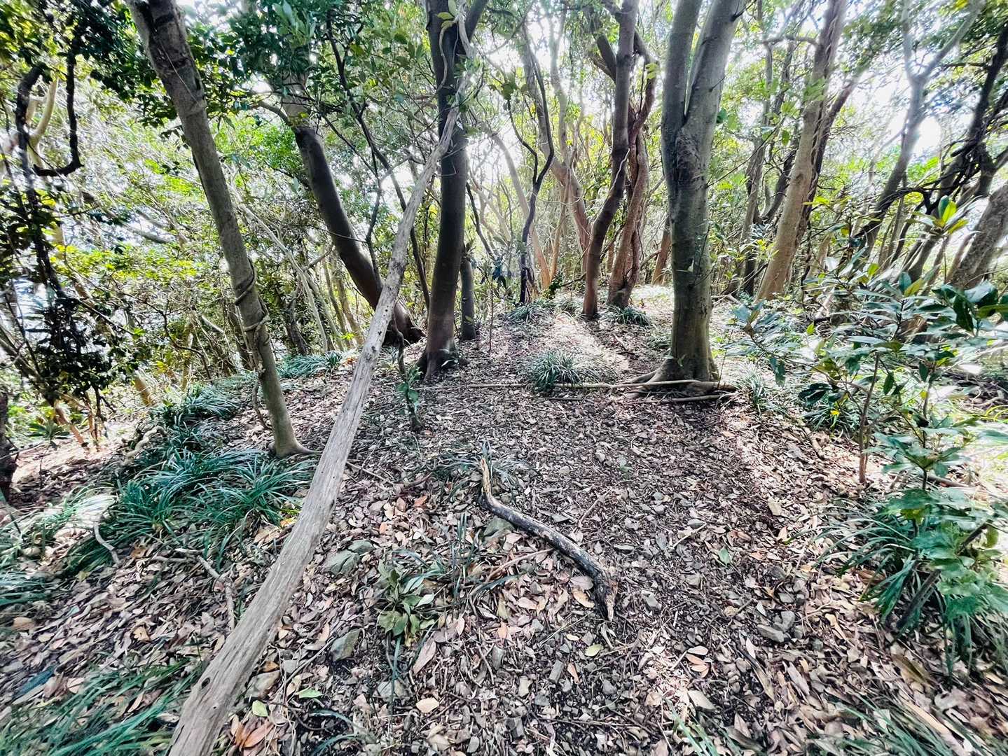 番山も、道は無い
藪漕ぎでは無いのが救いかな、、、