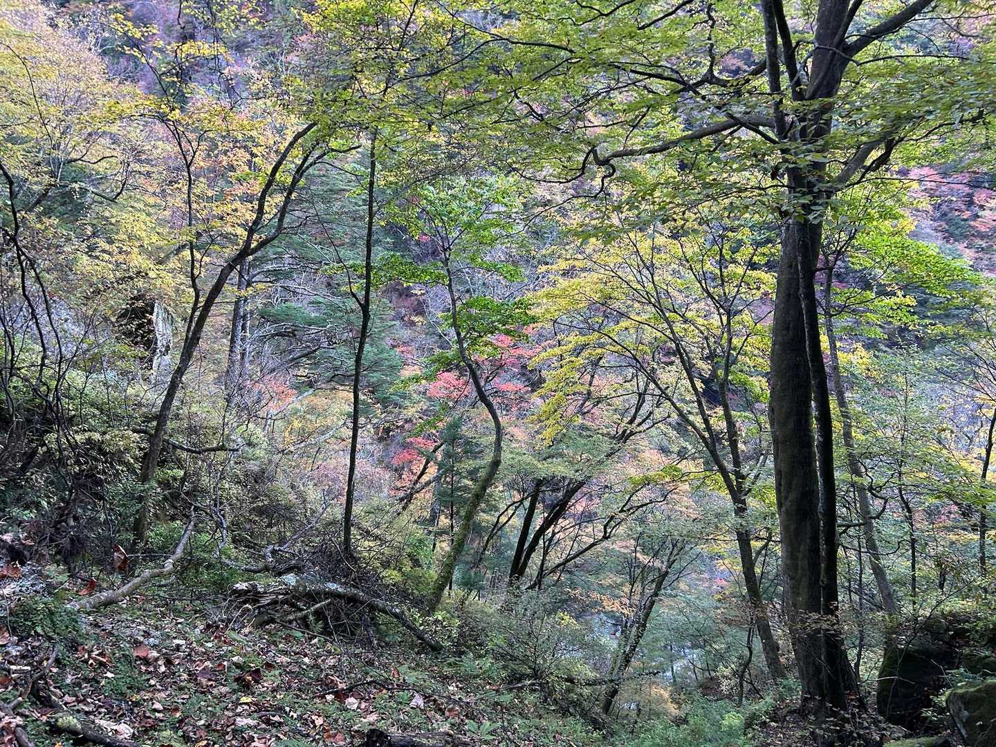 日が暮れていく　紅葉見納め
この20分後くらいからヘッドランプ装着

素敵な一日だった。