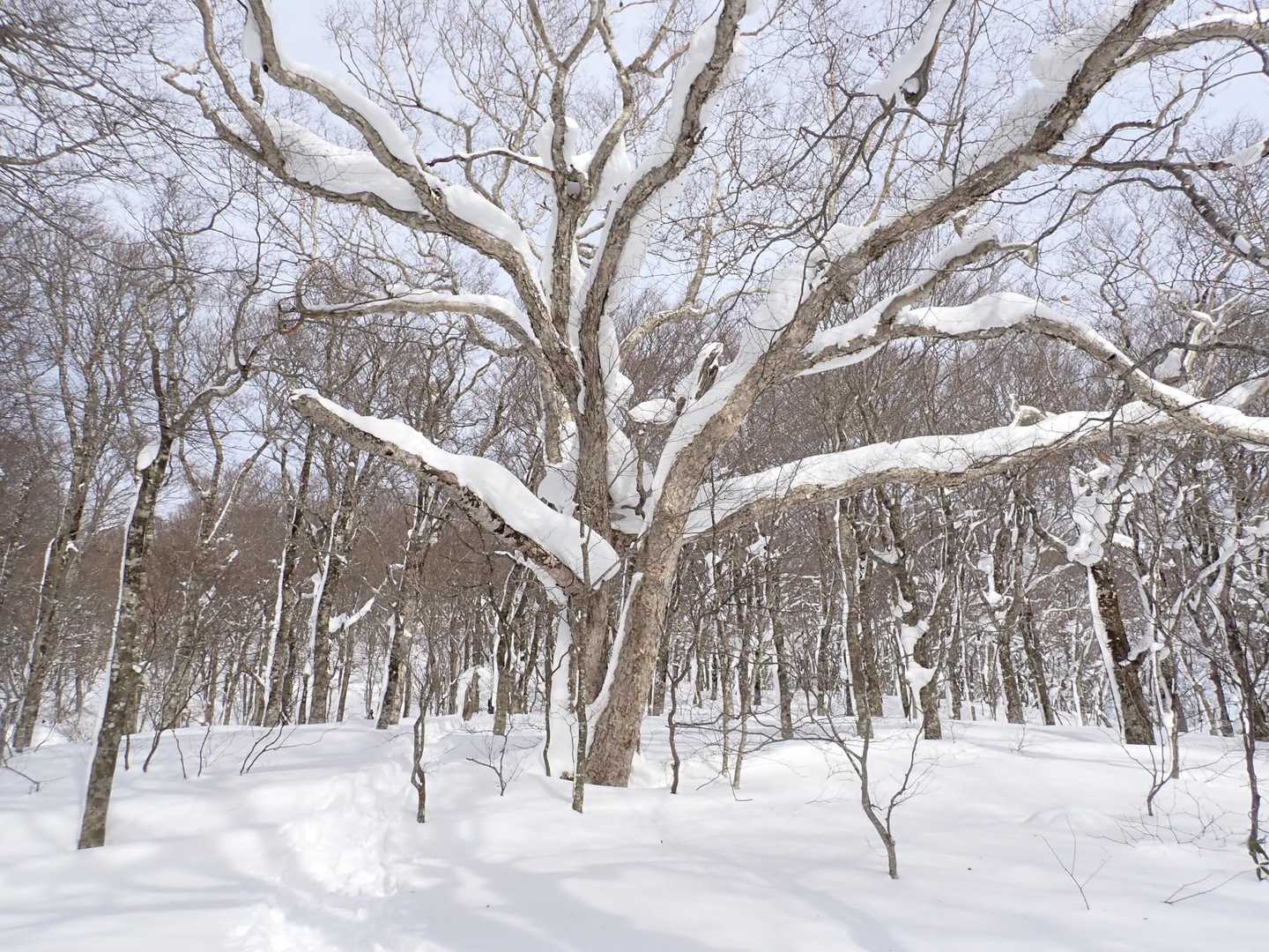 ブナの巨木　