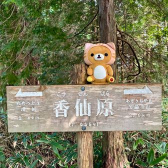 香仙原（こうせんばら）…⛰️

登山道は滑りやすかったけど転けなかったよ…🐱