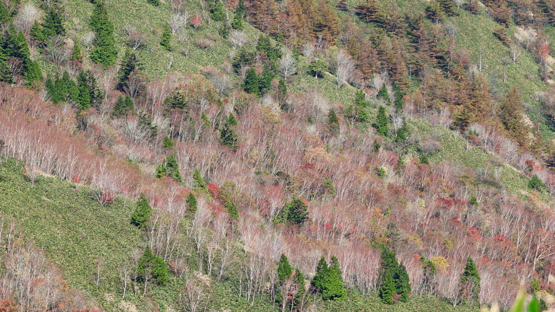 富士見台-湯舟沢山-横川山-南沢山-神坂山 周回コースの写真