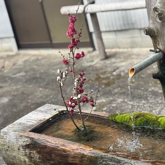 冷水山・百前森山・果無山 紅白の梅