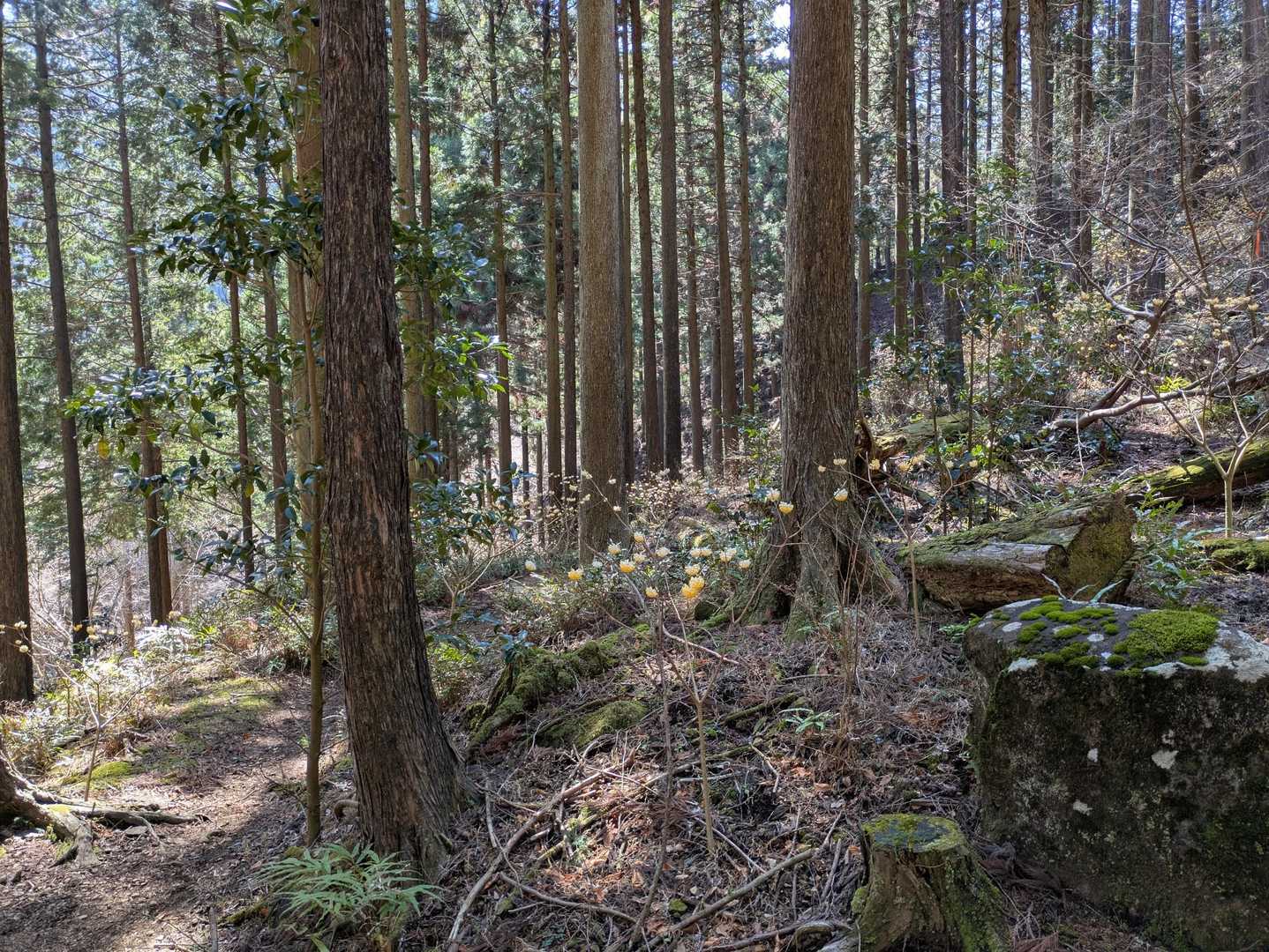 ミツマタの群生エリアに入ってきました