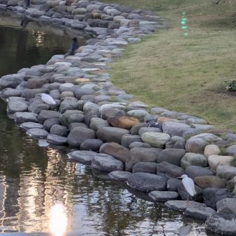 海鳥