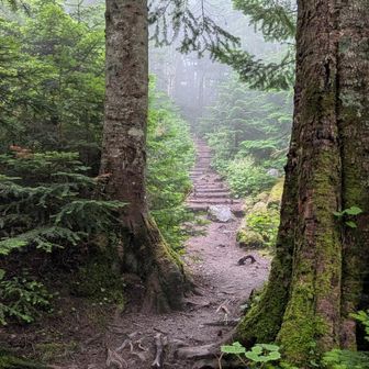樹林帯を歩く。登りはガスガスでもあり、写真はほとんどなし。