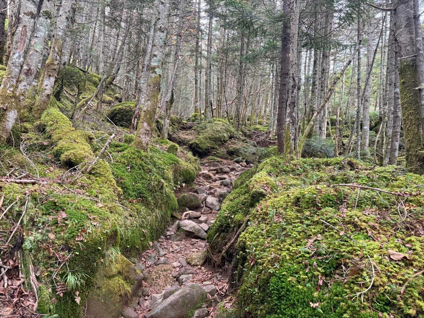 苔が広がる林道を歩いていきます