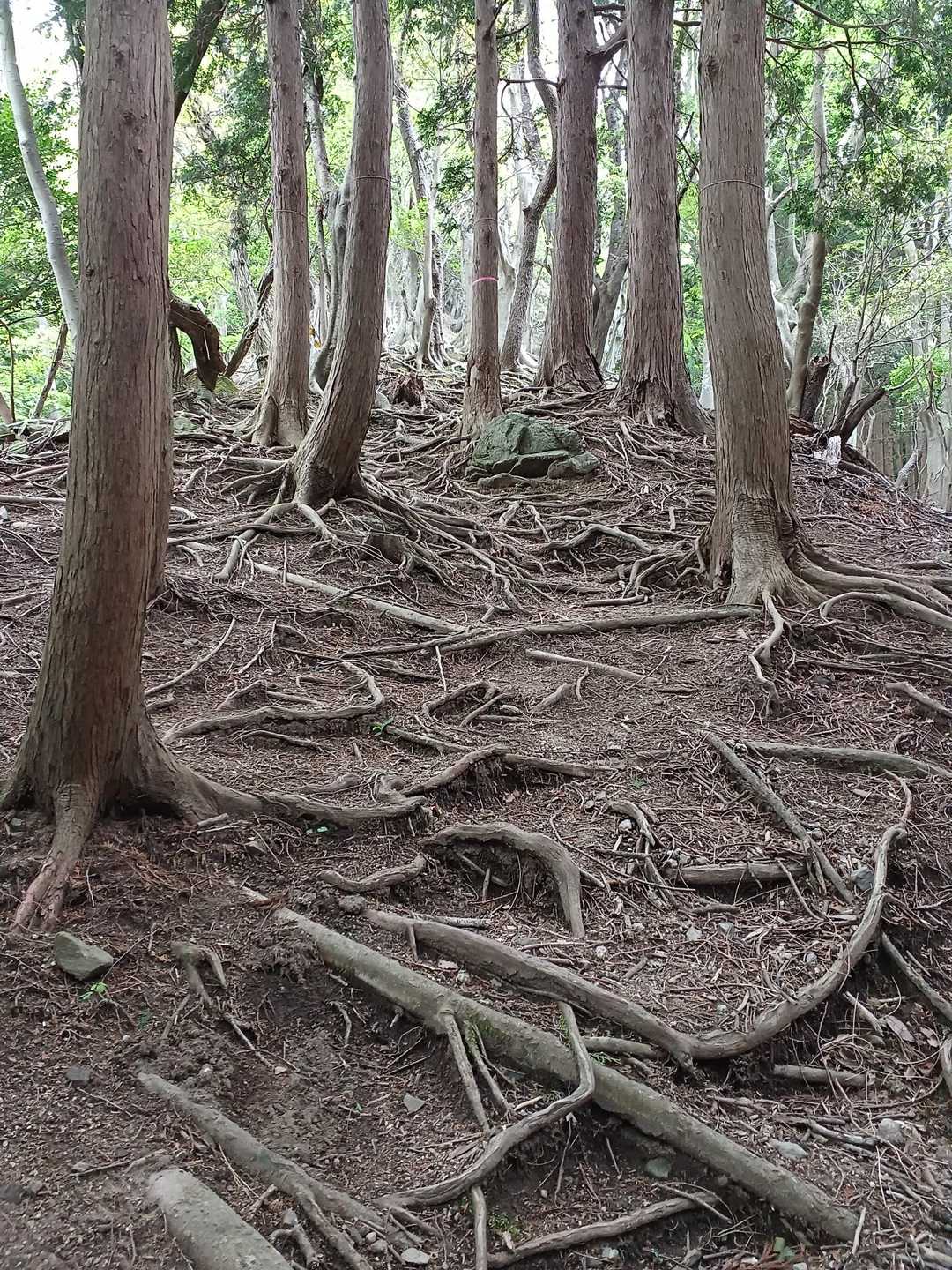 経ヶ峰 往復コースの写真