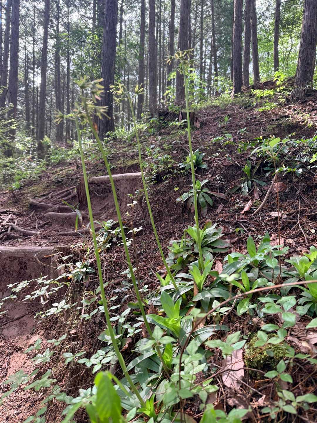 ここのショウジョウバカマ、高さ50センチくらい‼️こんな大きなのは初めて見た！
ここからあちこち咲いてる