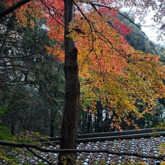 今年最後の紅葉🍁かな？