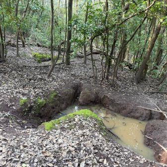 確かにイノシシにとってはヌタ場だらけのパラダイスでしょう。