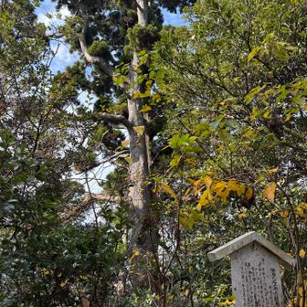 ボタン杉の巨木