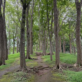 都立武蔵野公園に戻り、くじら山に続く尾根のような場所を登る。