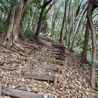 最後は階段を登ってく
このくらいお山では普通ですよ？といった表情で登っていく
