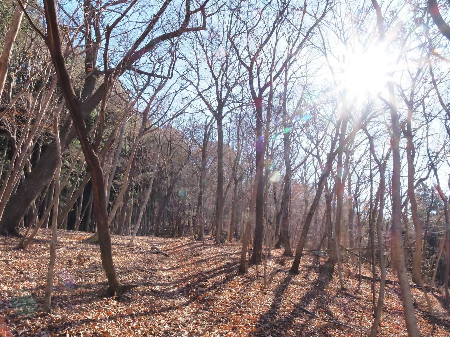 太陽の光は偉大だ☀️