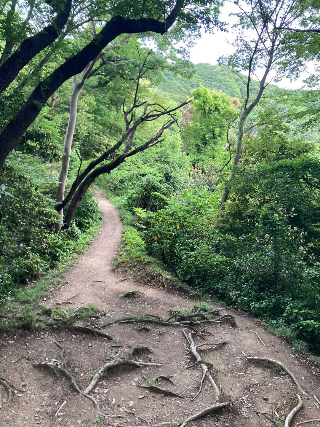 登山道はこんな感じ。基本なだらか。