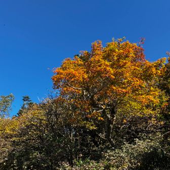 🍁
