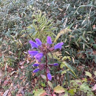 アキチョウジ？秋の花はもうほとんどが咲き終わりかけていましたが、今年最後の花を見れて良かった。