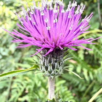 ノハラアザミ（野原薊)
          キク科アザミ属

　花期は8-10月で茎の上部で枝分かれし上向きに花をつけます。
　ノアザミと違い、総苞にクモ毛があり粘らず反り返らない規則正しい短い総苞片が目立ちます。また、花期にも深く裂けた根生葉が残っているのが特徴。