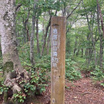 岩落山に戻って来た。この辺りで、スズメバチが飛んでいたから、注意が必要⚠️。
センターのスタッフに報告したら、蜂は今の時期1番危険だそう。