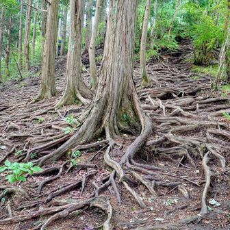 古賀志山の直下は京都の鞍馬寺の
「木の根道」もどき