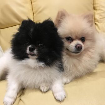 マシュ・オレオ