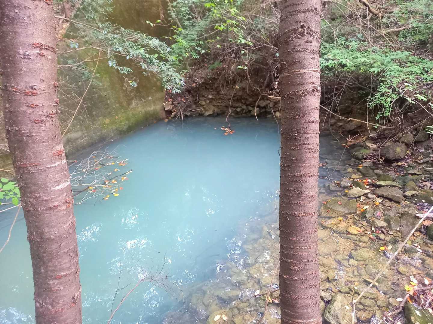 昭和池の横のちっちゃな
ため池

写真で見たら綺麗に見えるけど実際は周りの雰囲気が気持ち悪い