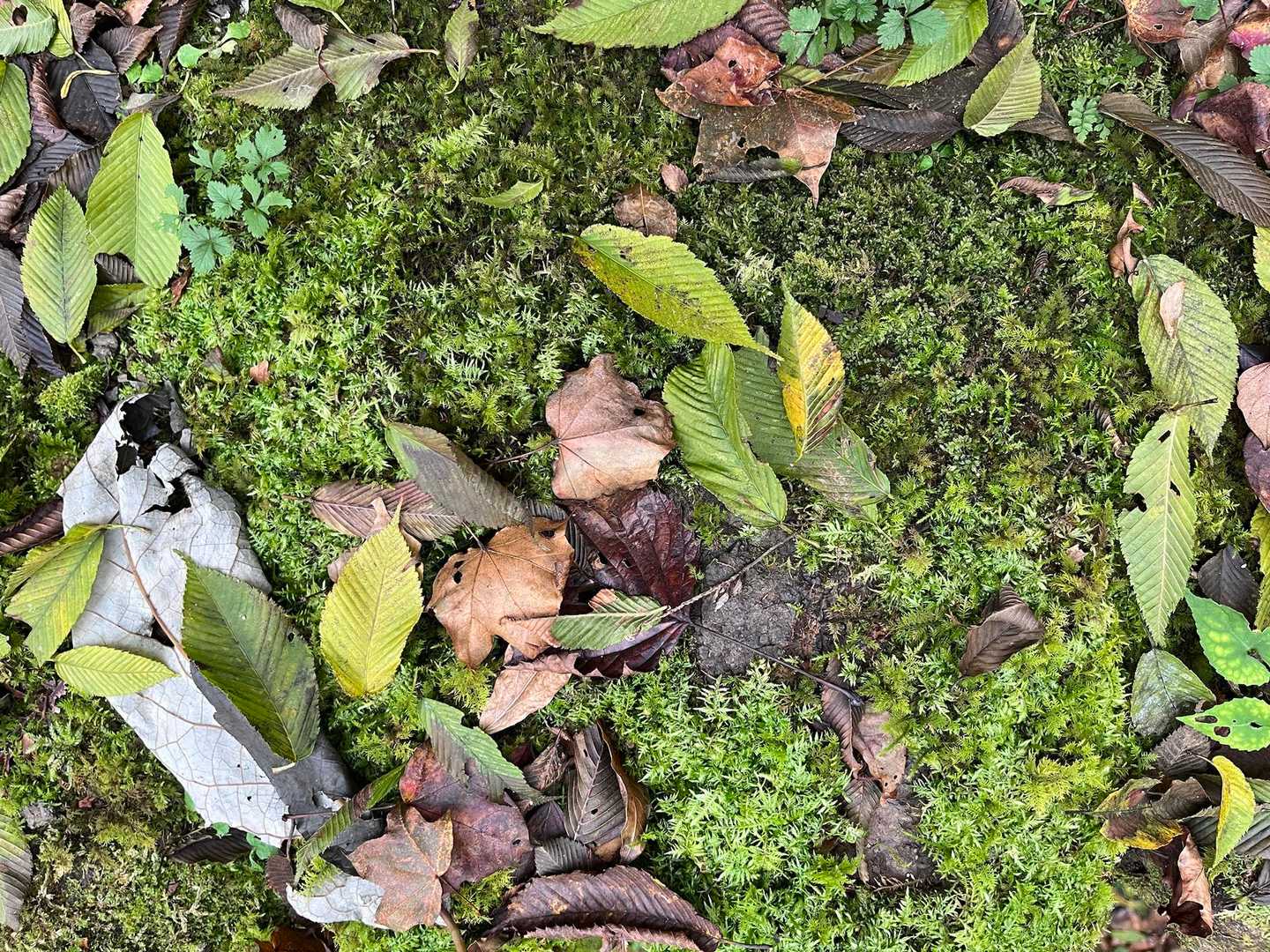 苔に混じっていく緑もきれい