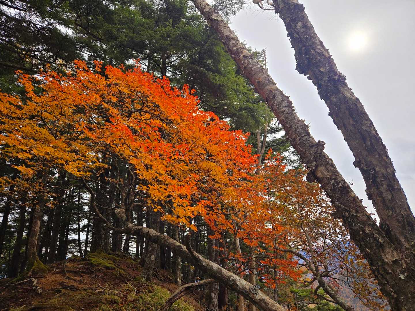 矢立石登山口-日向山-鞍掛山 往復コースの写真