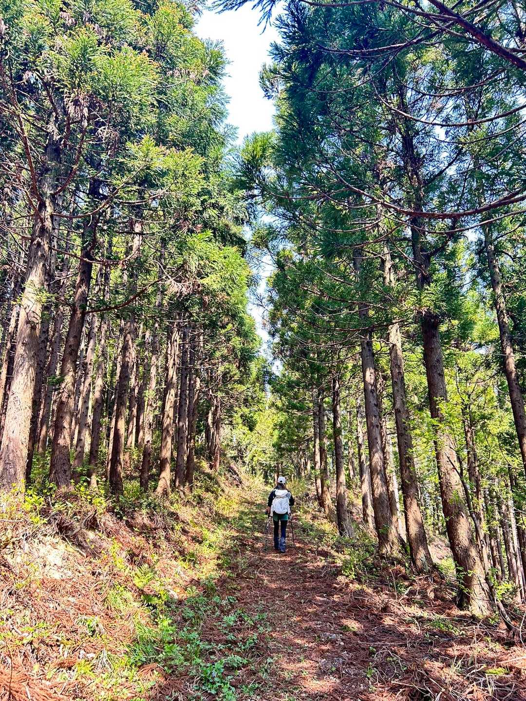 かやの木山 周回コースの写真