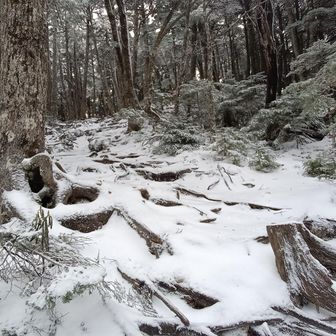 鷹見岩に寄っている間にひとり通過していったようでトレースがある