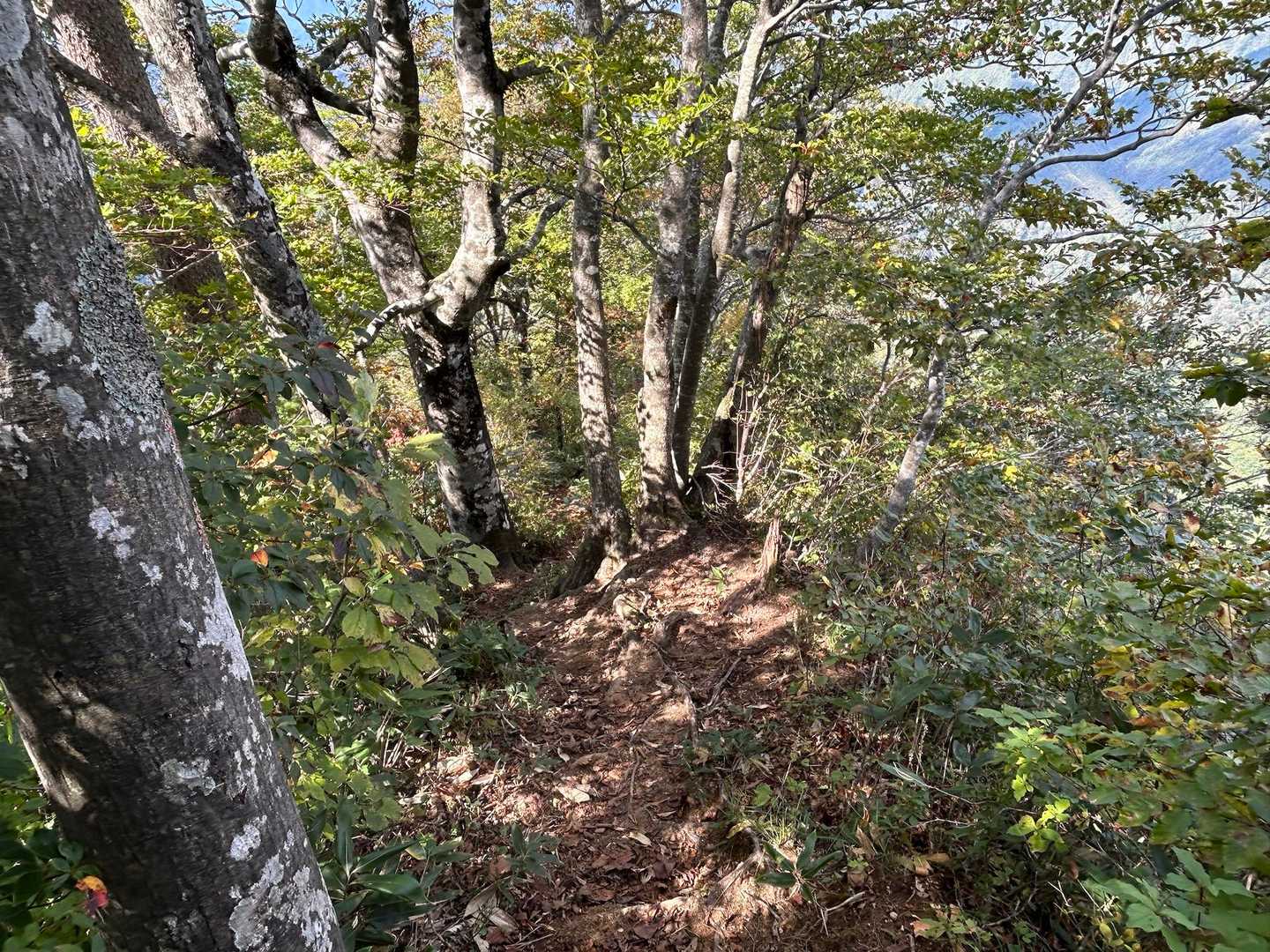帰りはずっと苦手な激下り💦
途中大きな猿が登山道のすぐ近くで喧嘩をしていてビビった😓
その大きな猿に睨まれながら登山道をそそくさとおりたけど‥めっちゃ怖かった〜😨