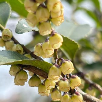 ヒサカキの花　小さなベル🔔がいっぱい