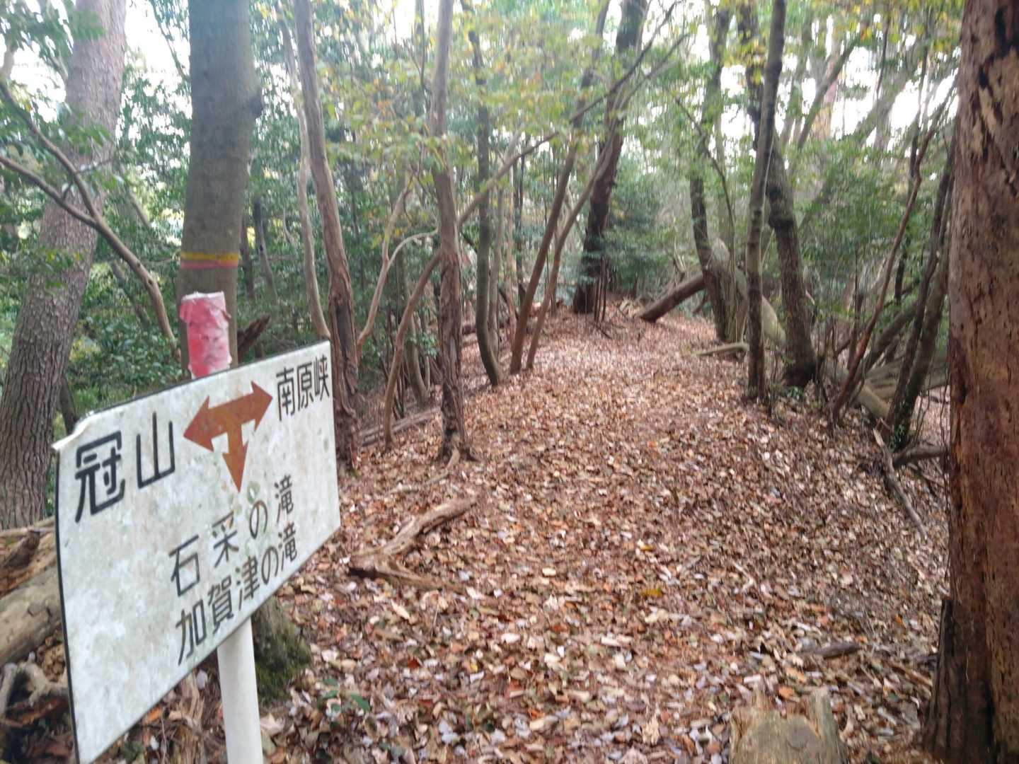 緑葉の木も多くありますが、紅葉もあちこちで楽しめました。きれいでした。