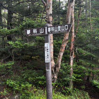 まだまだ登るよー
