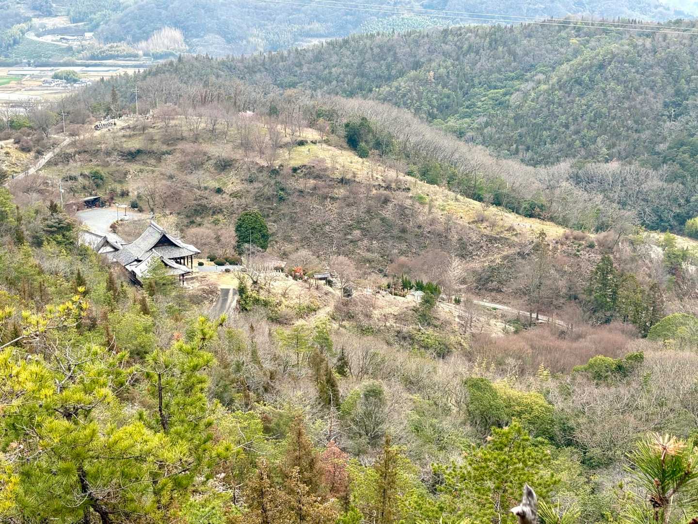 明王寺方面📸
周りの木々がうっすらピンク色に💕
桜が咲く頃にも来てみたい🌸