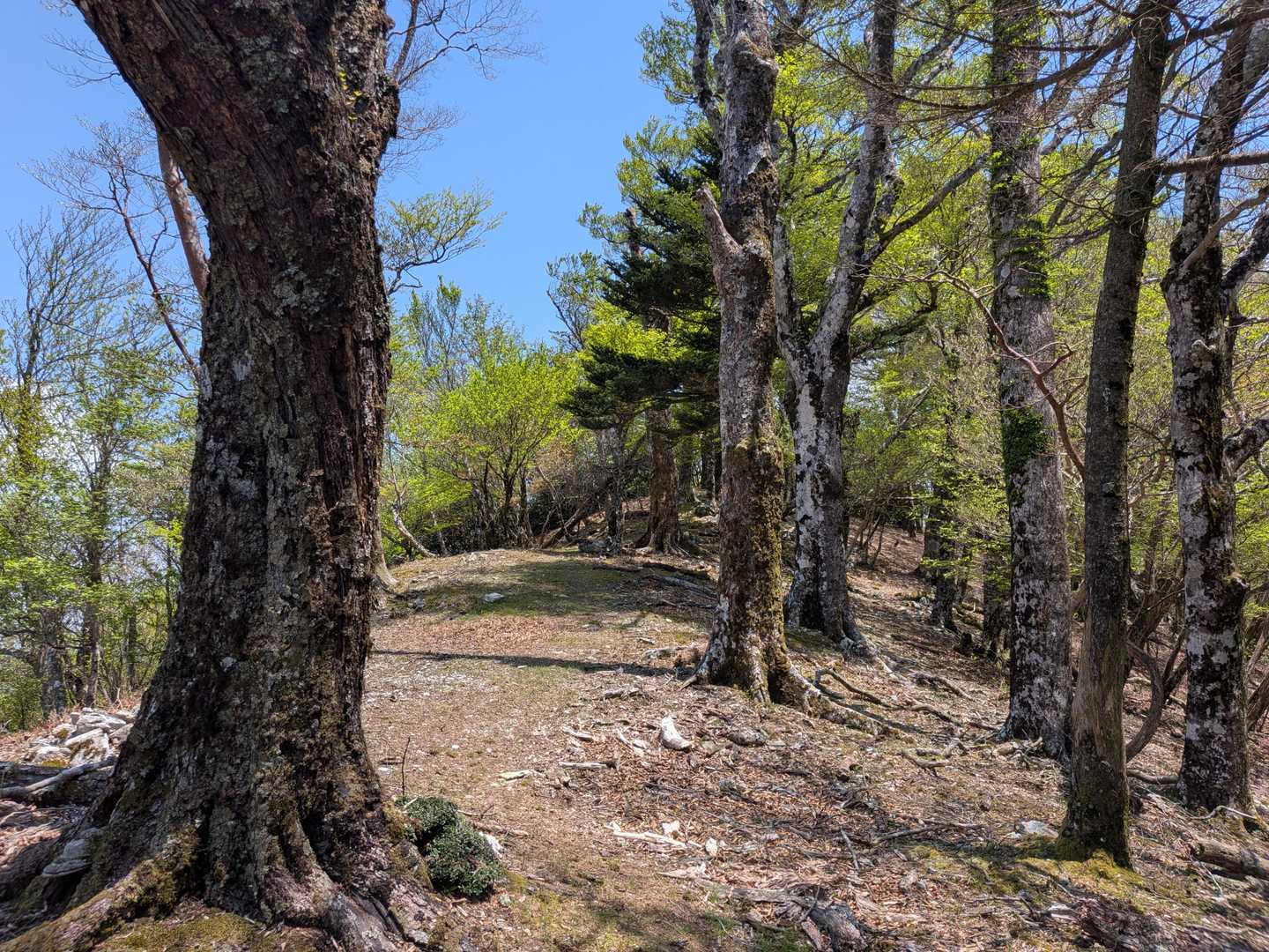 気持ち良い登山道