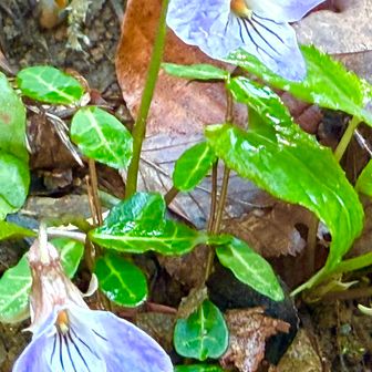 ナガバノスミレサイシン（長葉の菫細辛)
          スミレ科スミレ属