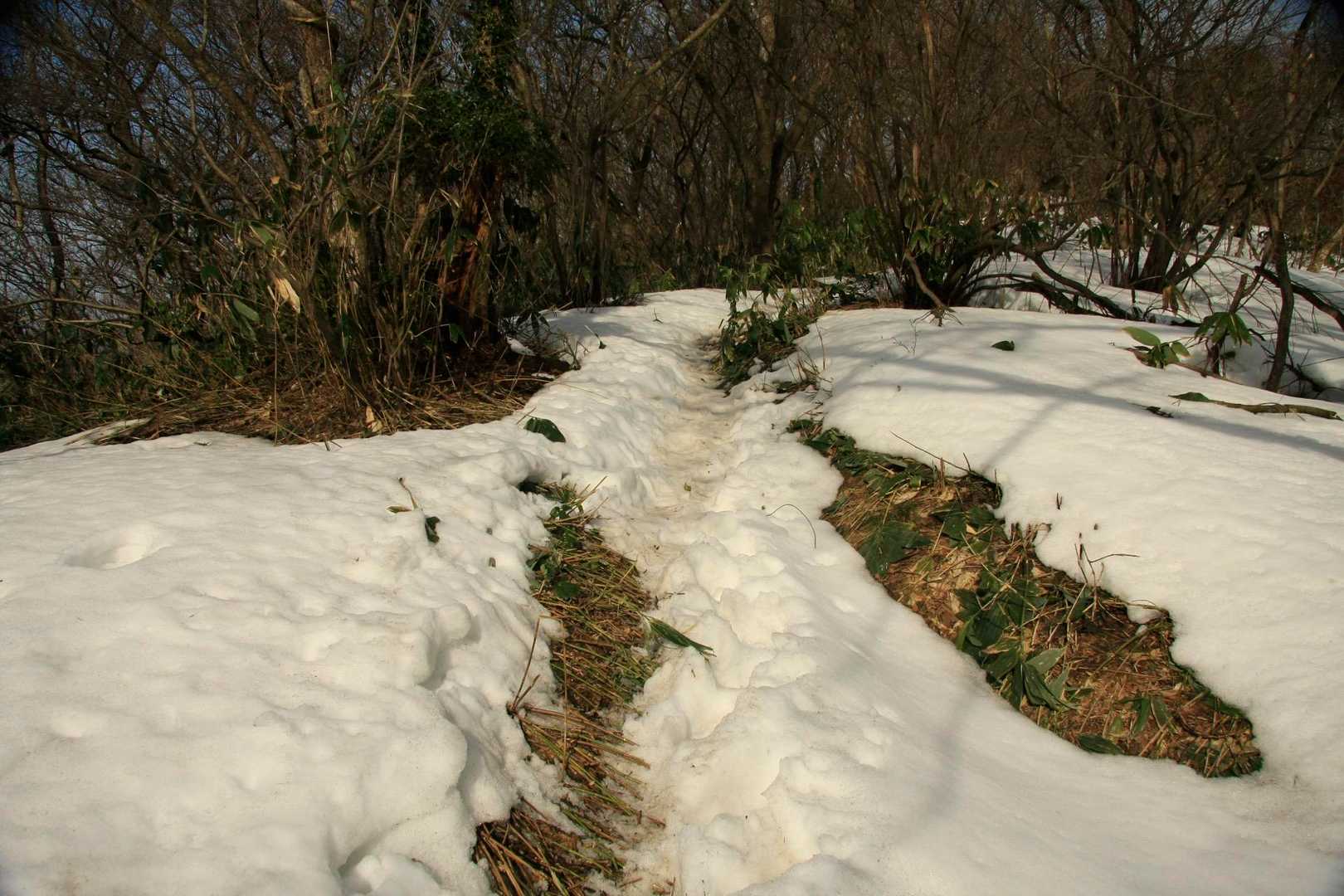 灯台コース、上部は残雪。
雪固くて、滑りました😅