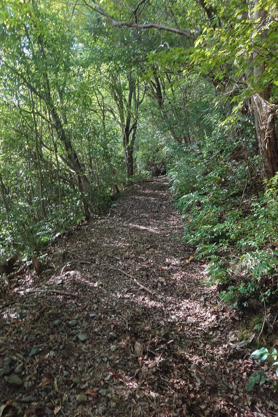 涌出山登り口-涌出山-涌出山西峰-涌出山登り口 往復コースの写真